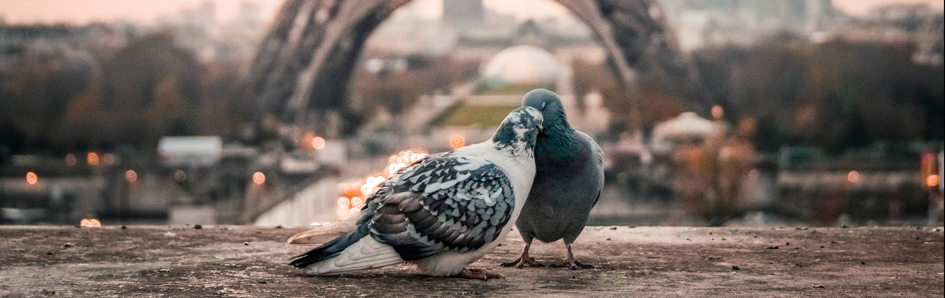 Dhow Cruise Dubai Creek